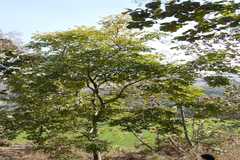 Schrebera swietenioides